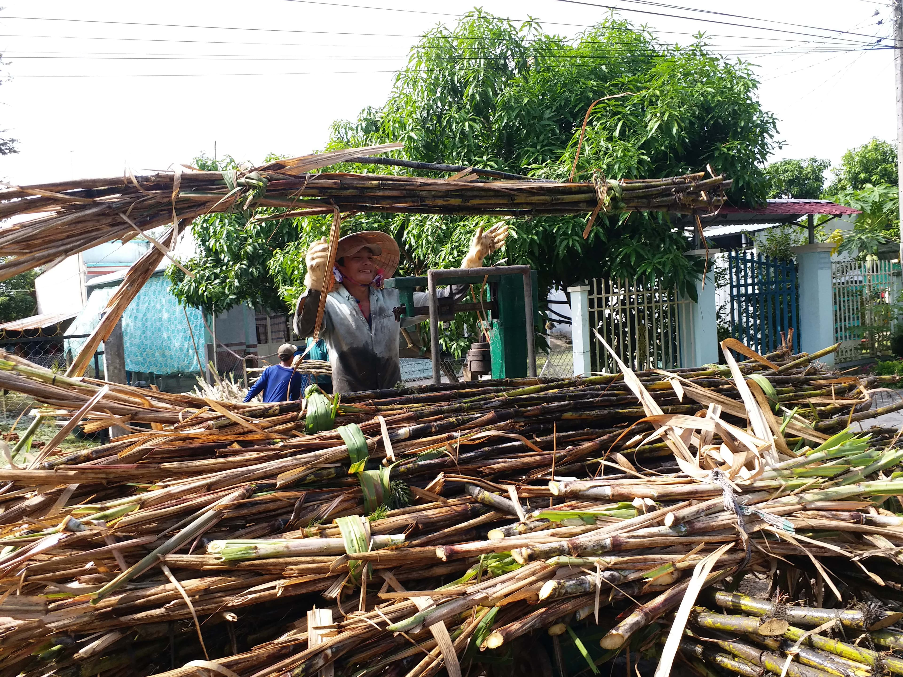 Phải có giải pháp căn cơ cho cây mía ở Hậu Giang