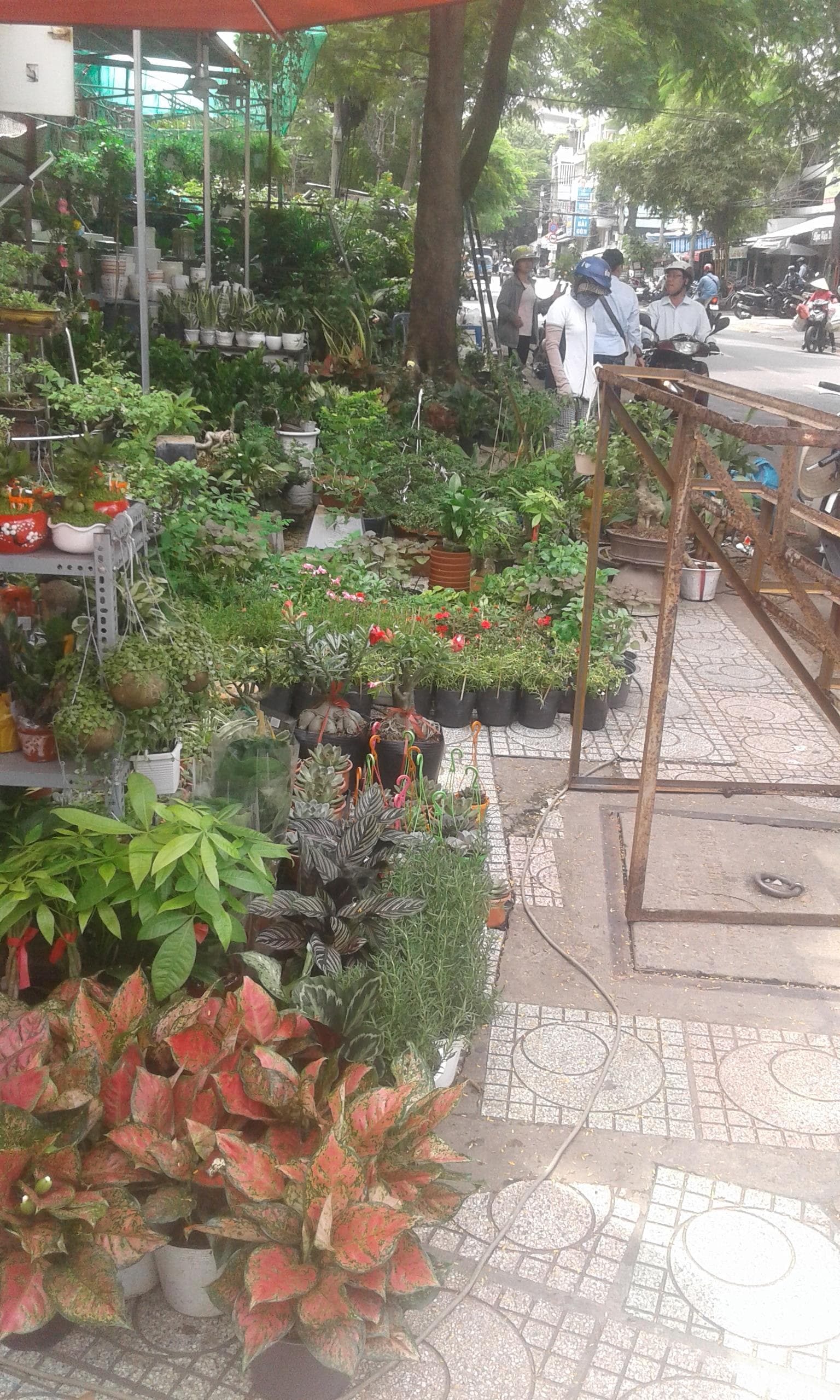Chợ tự phát bán cây cảnh chiếm vỉa hè