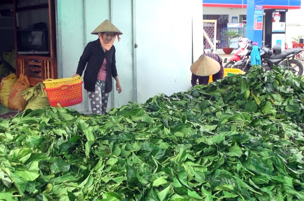 Cảnh giác trước việc thương lái ồ ạt tìm mua lá và trái nhàu