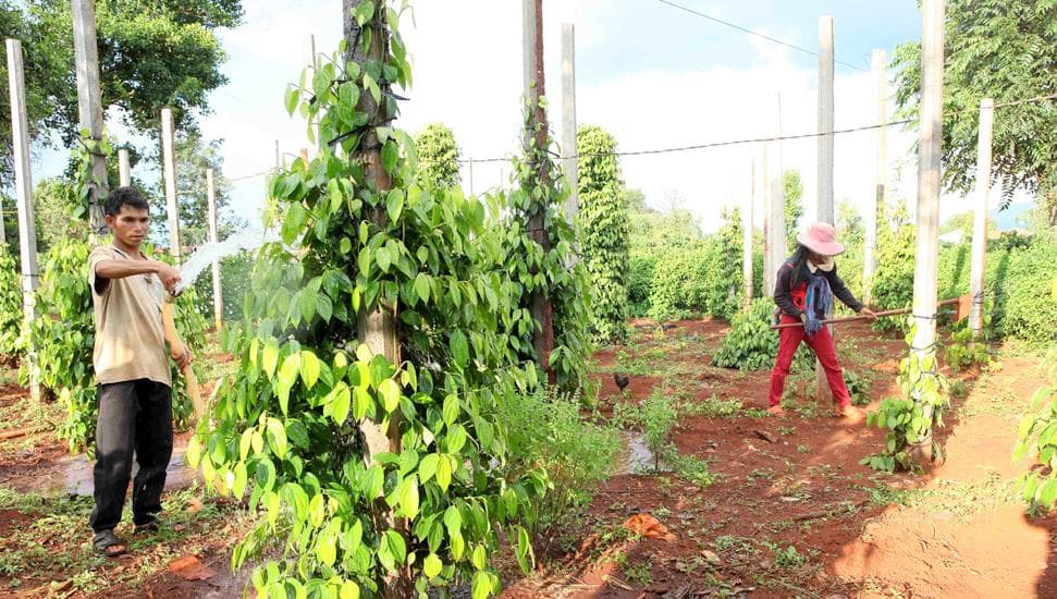 Đồng hành nâng cao chất lượng nông sản Việt