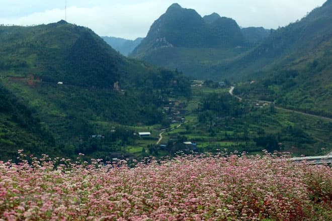 Hà Giang sẵn sàng chào đón du khách đến với mùa hoa tam giác mạch