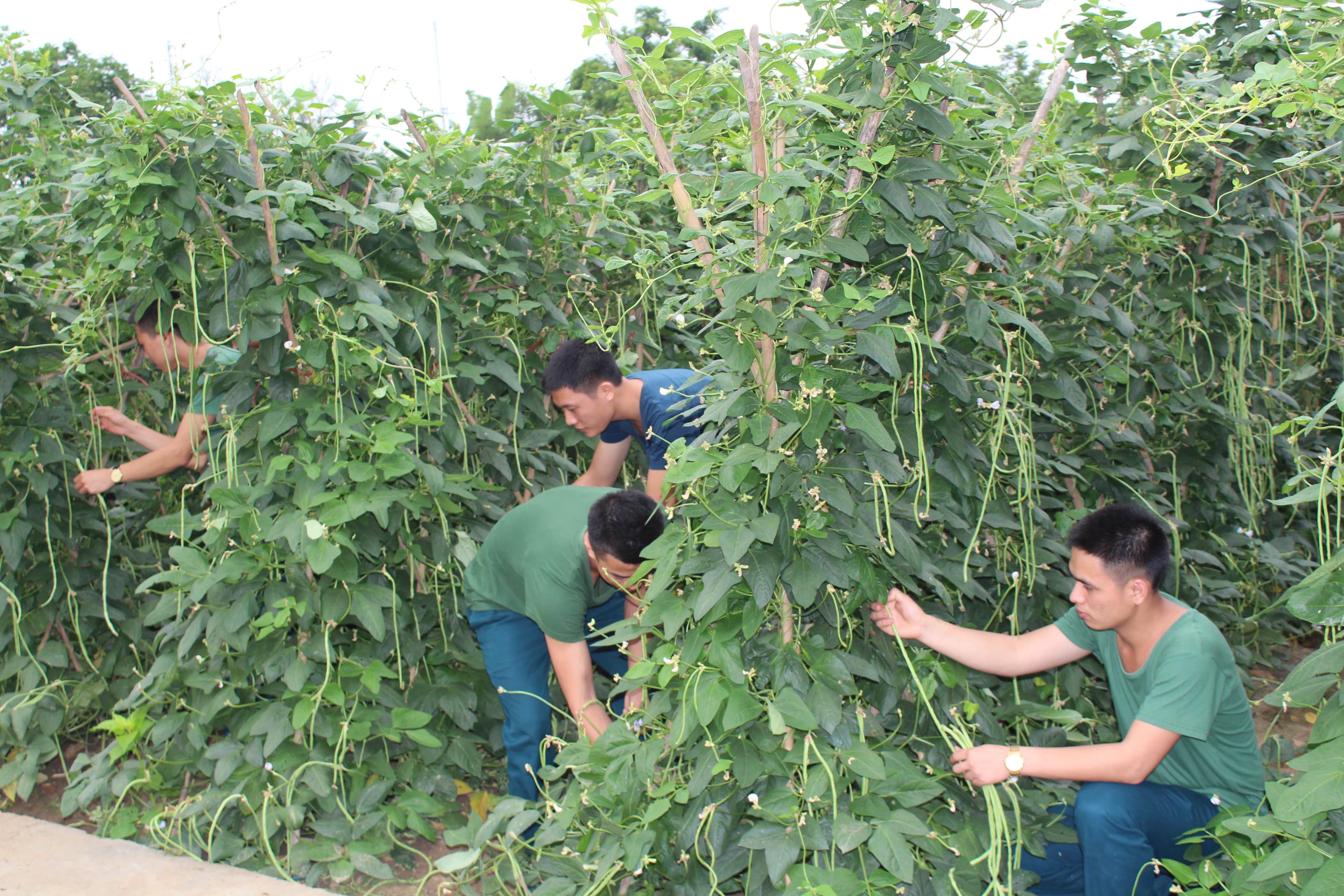 Mô hình tăng gia, chăn nuôi hiệu quả ở Tiểu đoàn 172