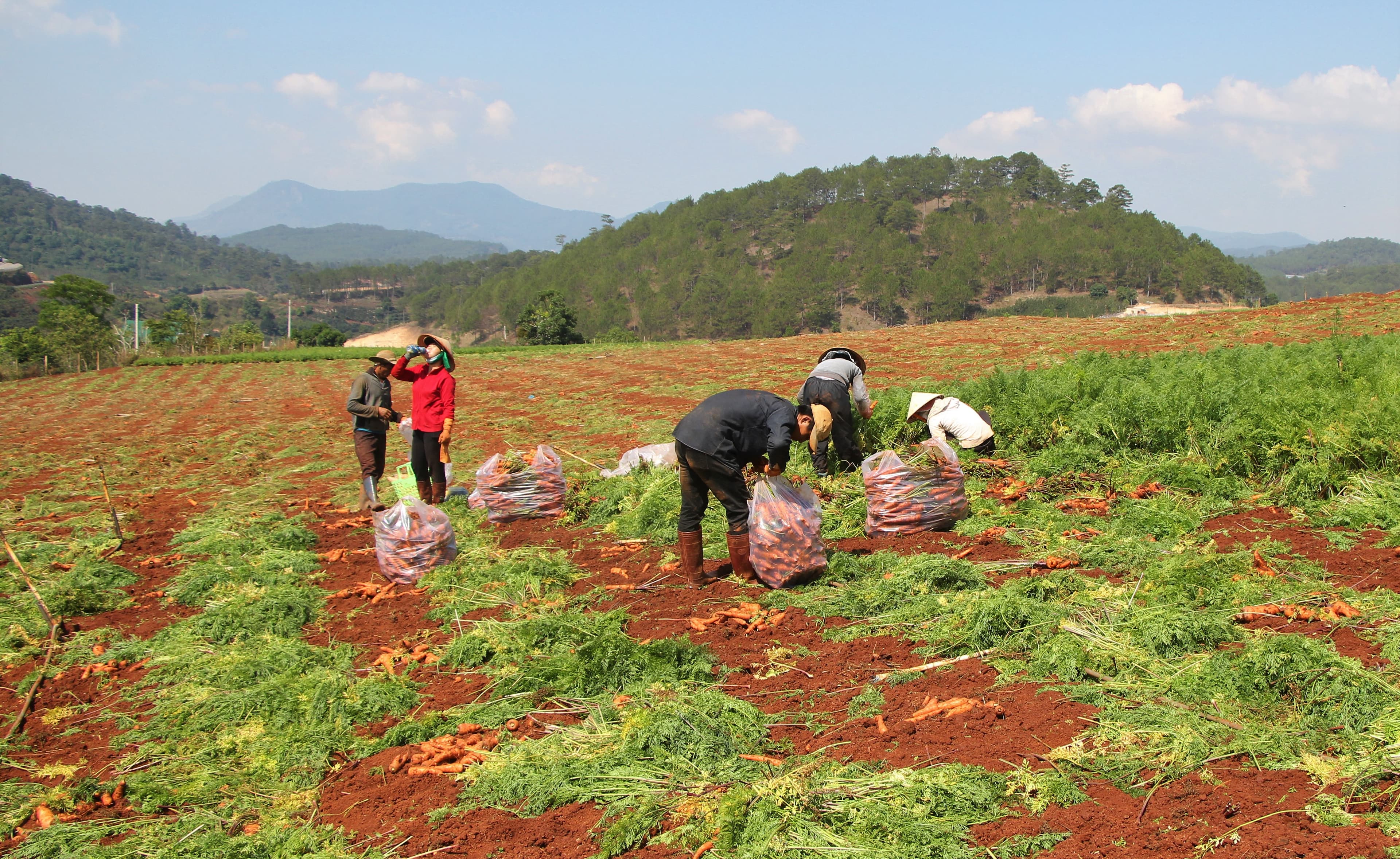 Đà Lạt xây dựng mô hình "Làng đô thị xanh"