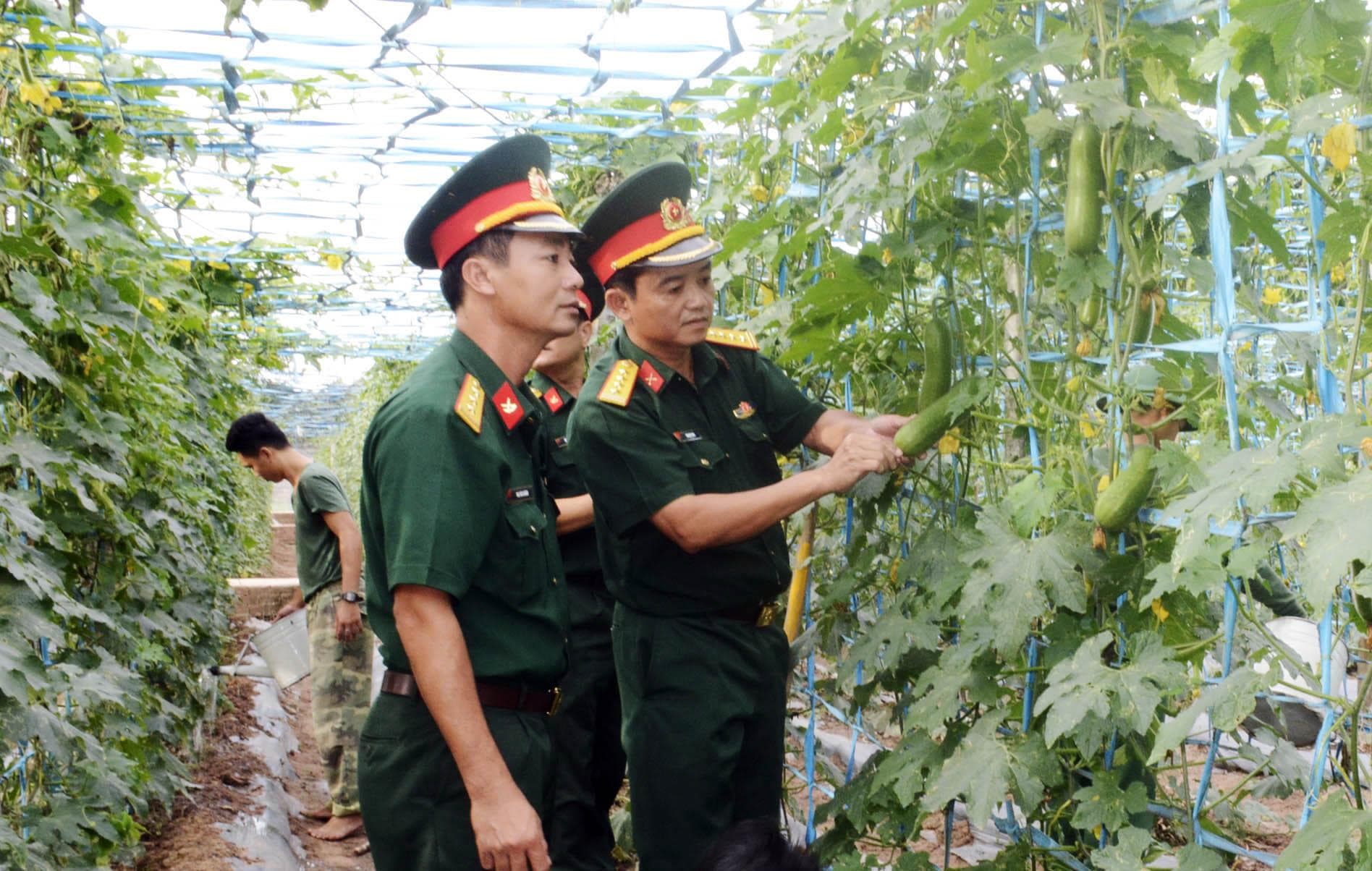 Để sỏi, đá hóa… rau xanh