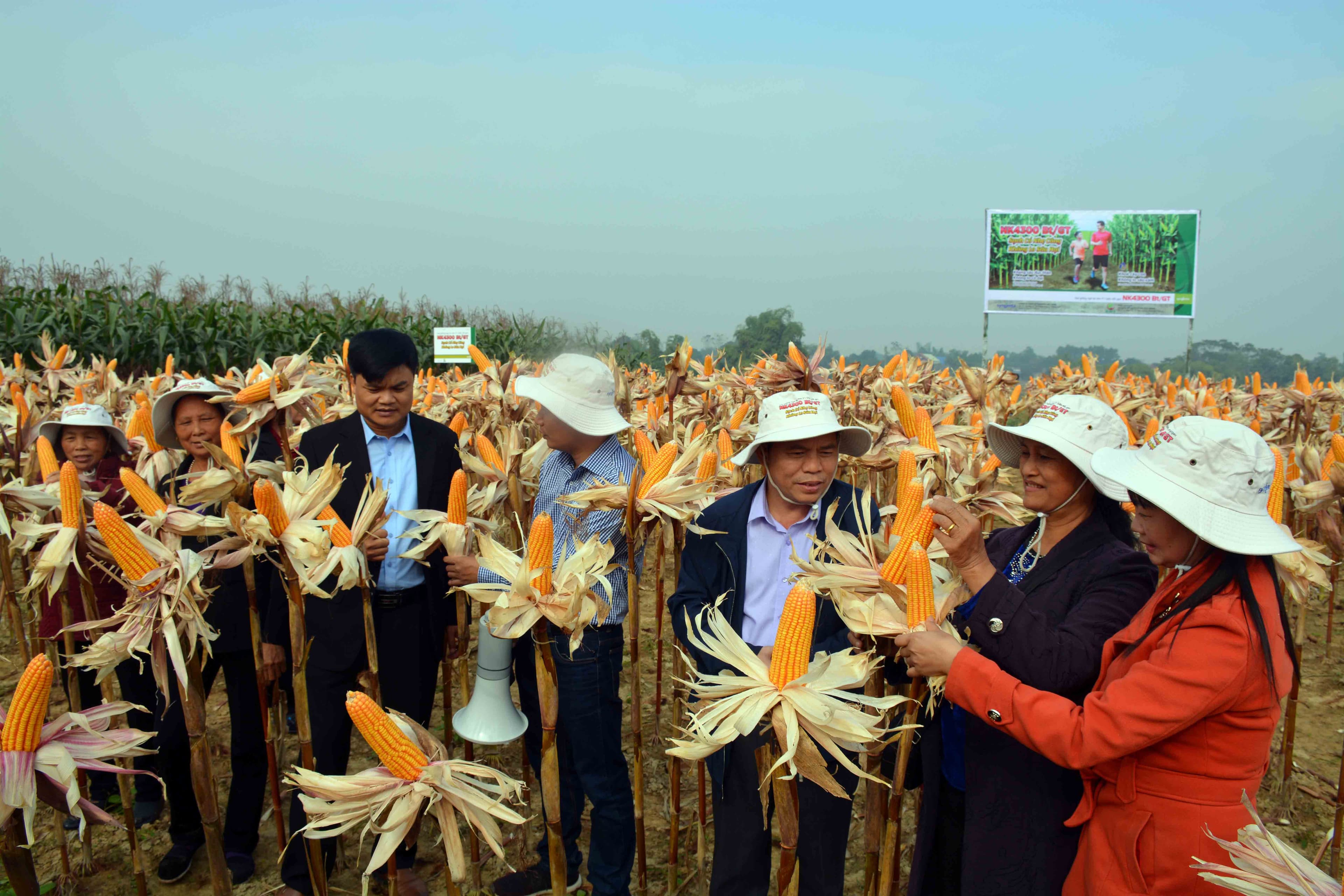 Nâng cao hiệu quả sản xuất nông nghiệp từ giống ngô chuyển gen