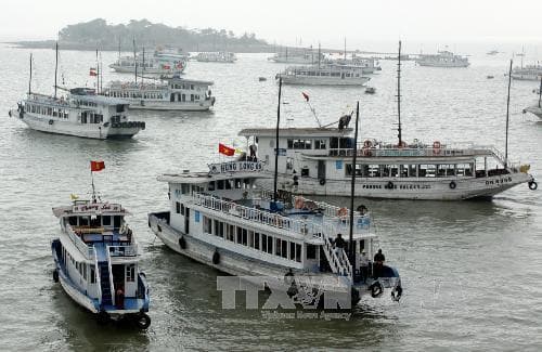 Đình chỉ hoạt động của tàu du lịch trên vịnh Hạ Long do vi phạm các lỗi bảo đảm an ninh