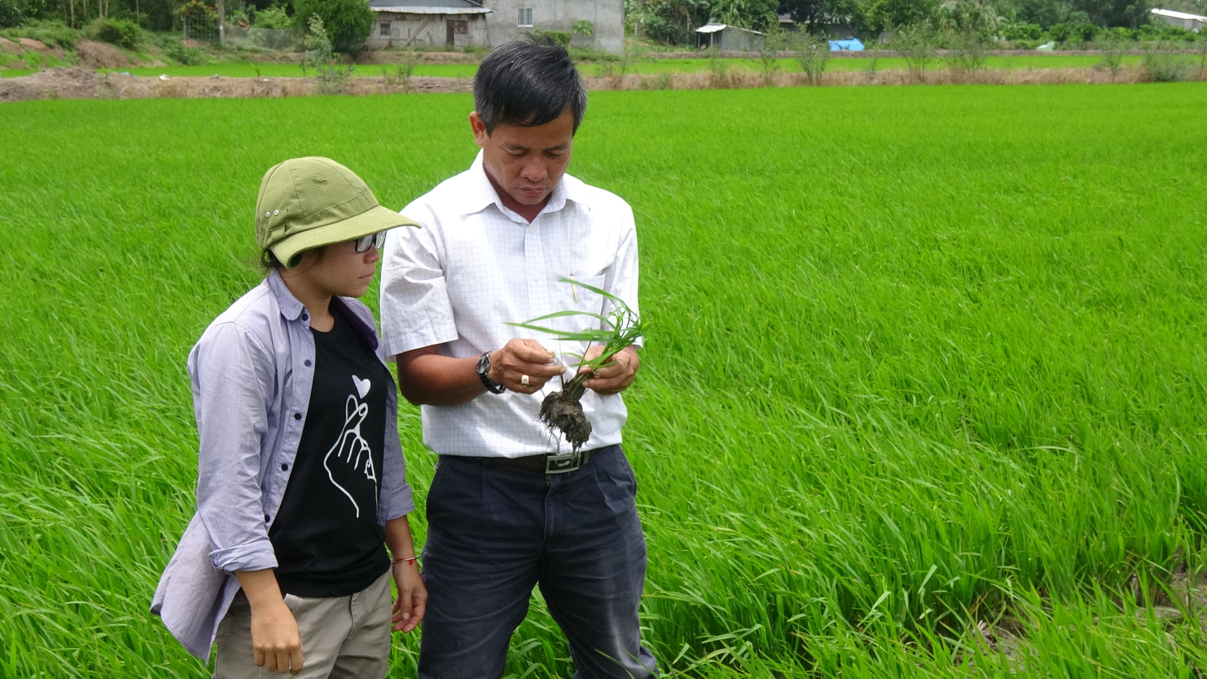 “Ông vua” lúa giống miền Tây