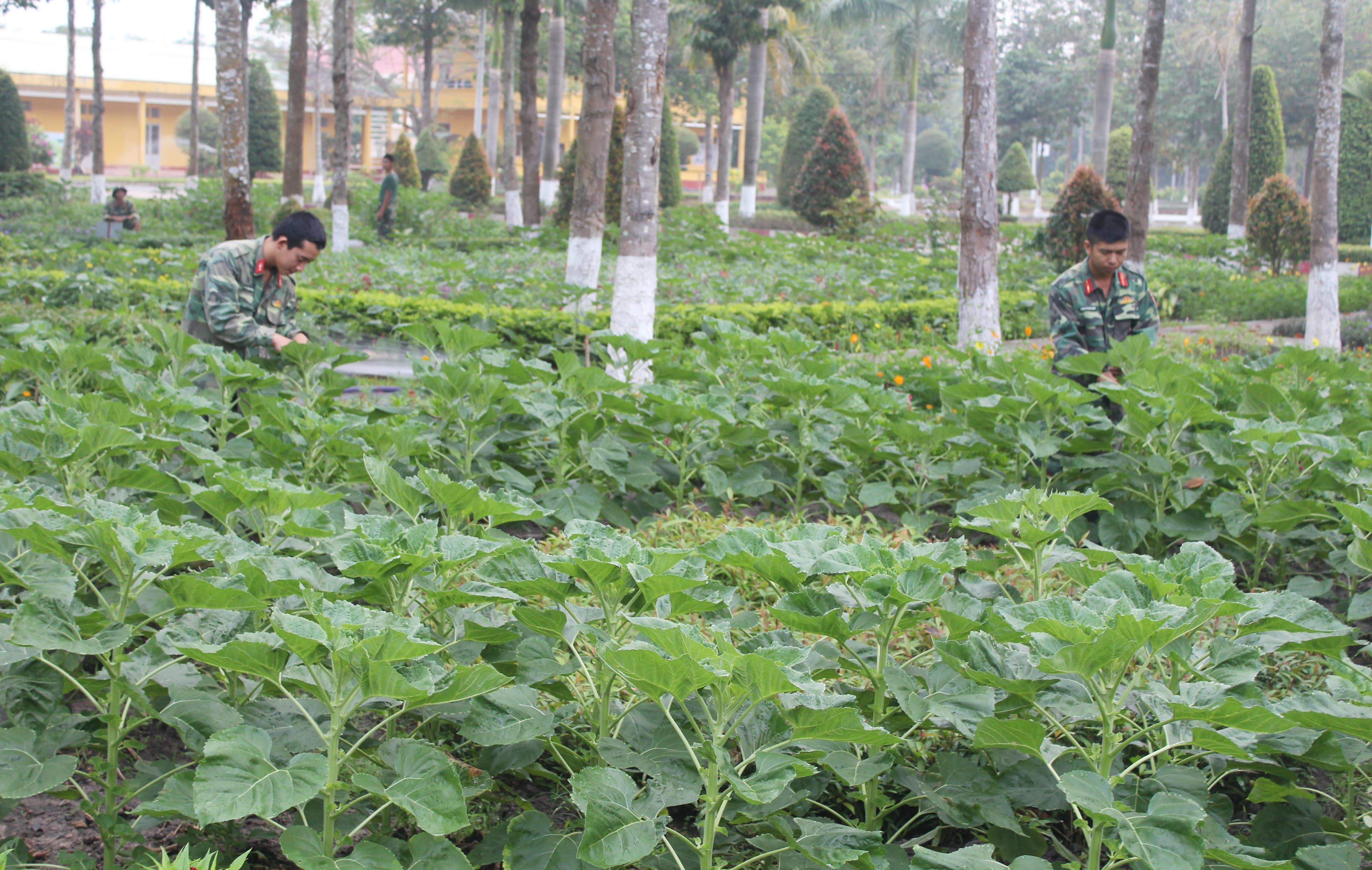 Sắc hoa đón Xuân ở Sư đoàn 5
