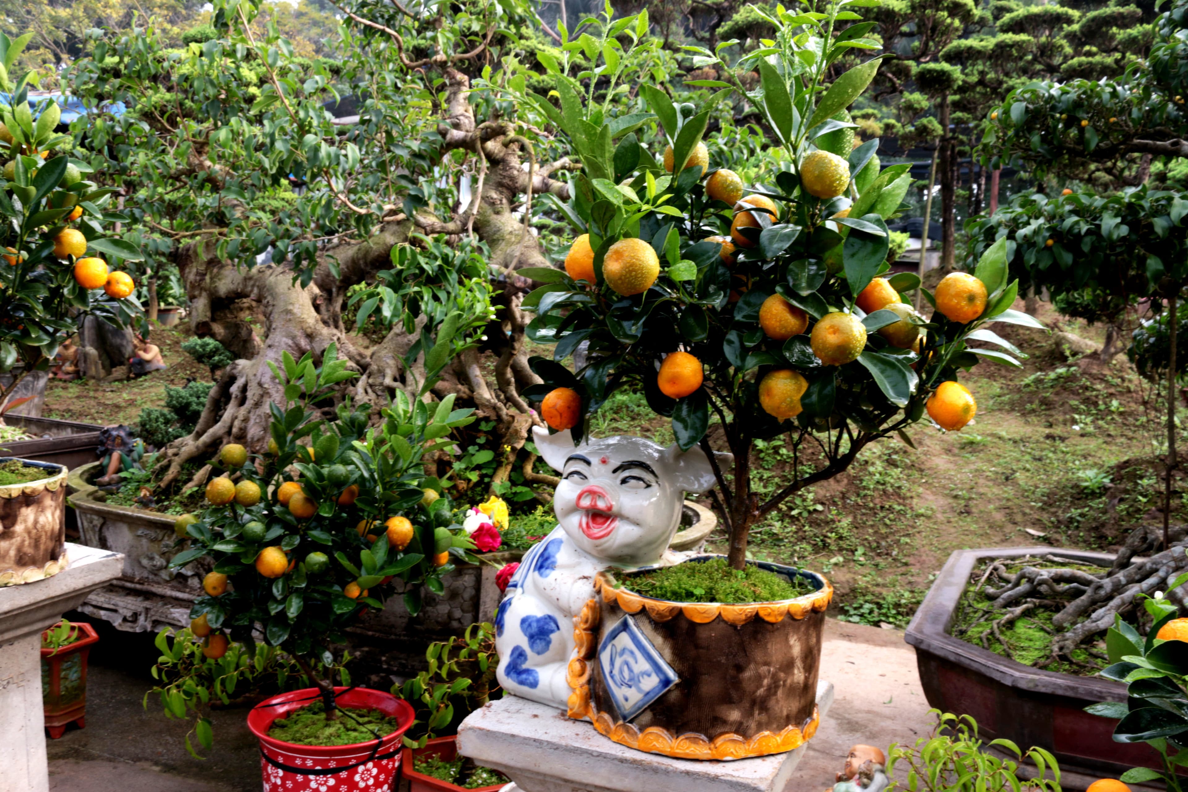 Độc đáo quất bonsai chơi Tết Kỷ Hợi