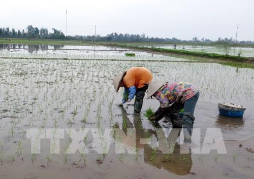 Trên 83% diện tích đã có nước cho gieo cấy vụ Đông Xuân 2018-2019