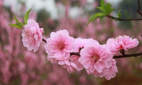 Mùng 4 tết, Bắc Bộ, Trung Bộ nhiệt độ tăng nhanh, trời nắng