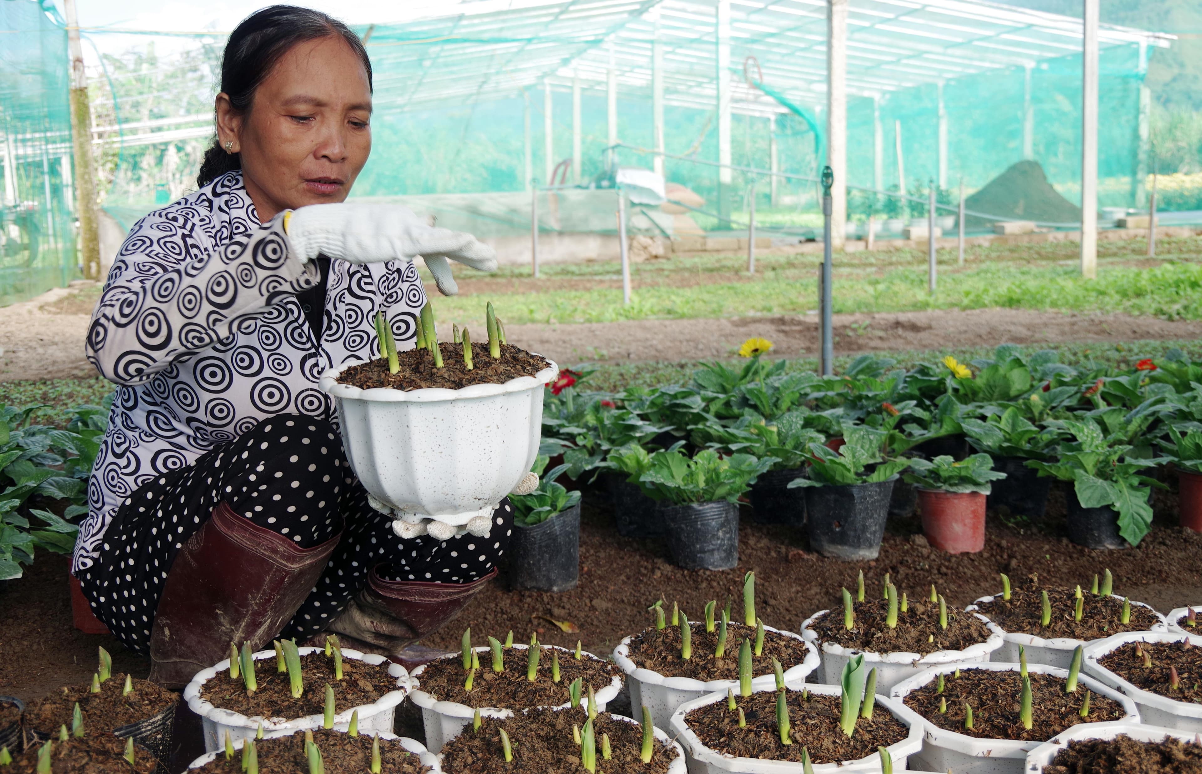 Sắc hoa mới ở huyện vùng cao A Lưới