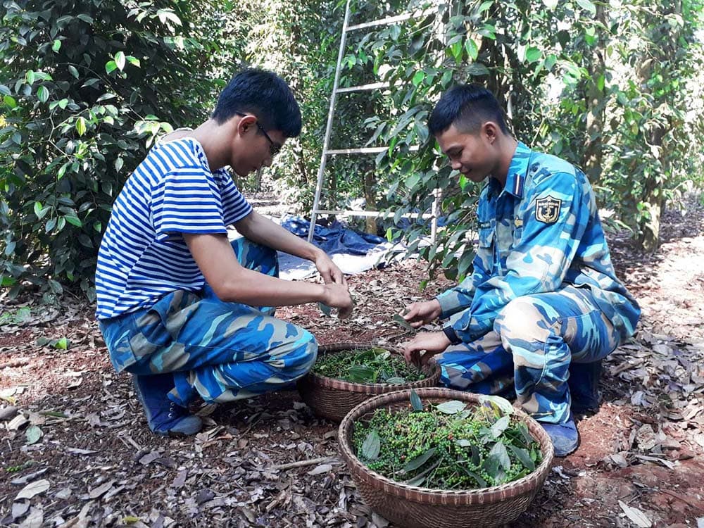 Các đơn vị quân đội giúp dân thu hoạch hồ tiêu
