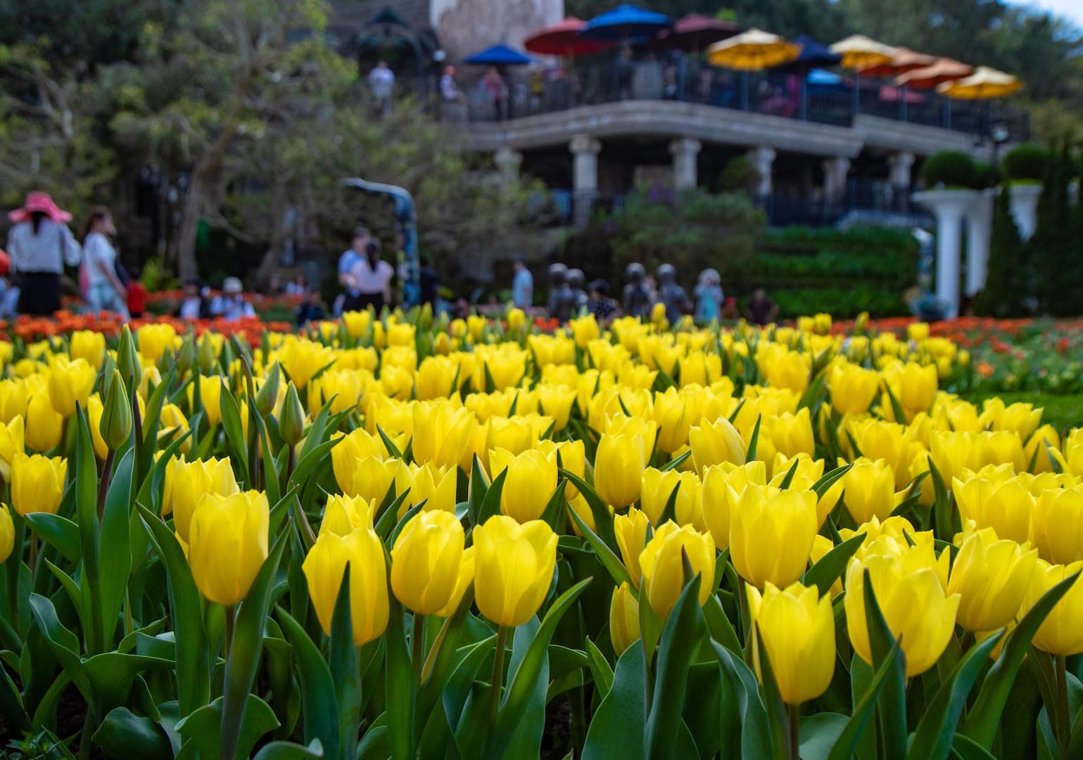 Đà Nẵng: Lễ hội hoa tulip tại Bà Nà được trao kỷ lục Guinness Việt Nam