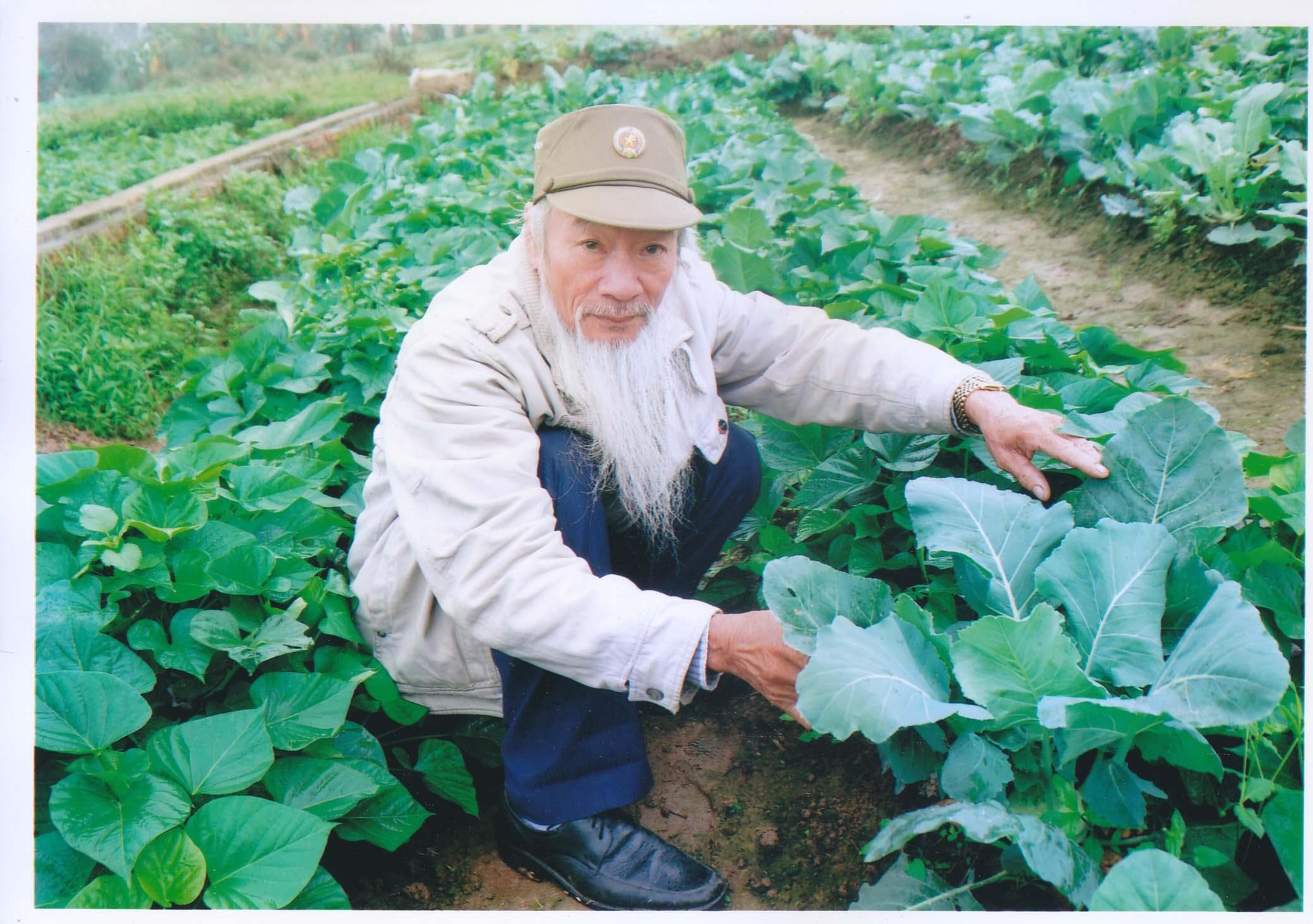 Vườn rau của cựu chiến binh Tạ Huy Sơn