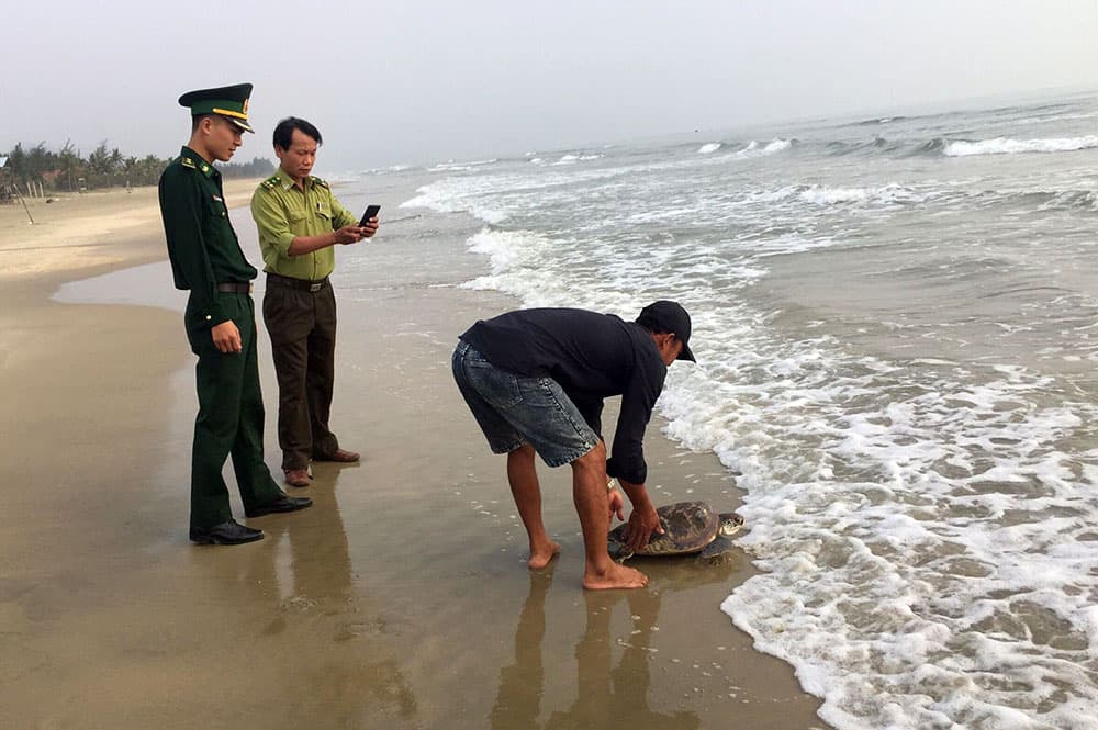 Thả cá thể rùa biển nằm trong Sách đỏ về tự nhiên