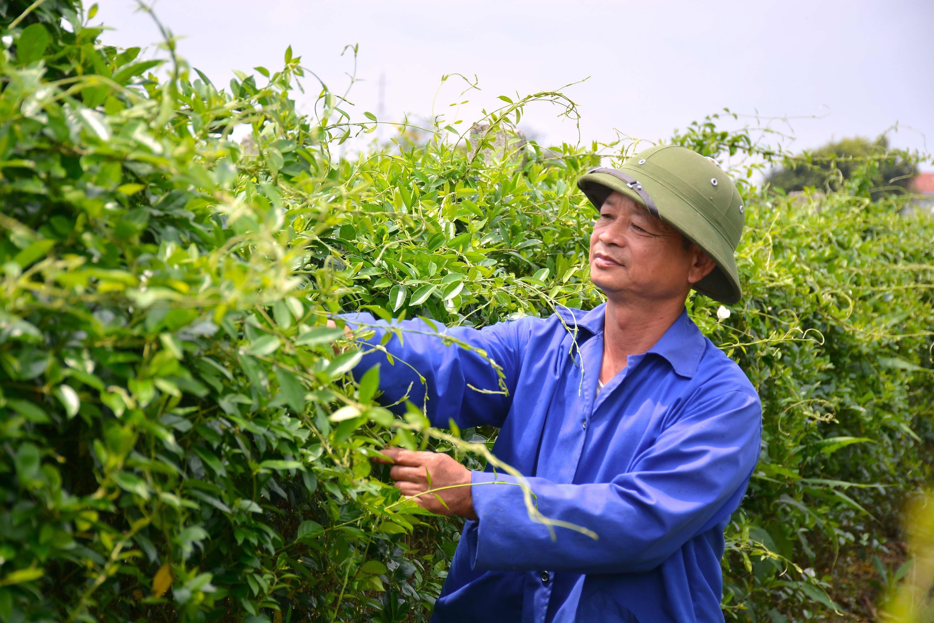 Tìm giải pháp để tận dụng nguồn dược liệu ở Việt Nam