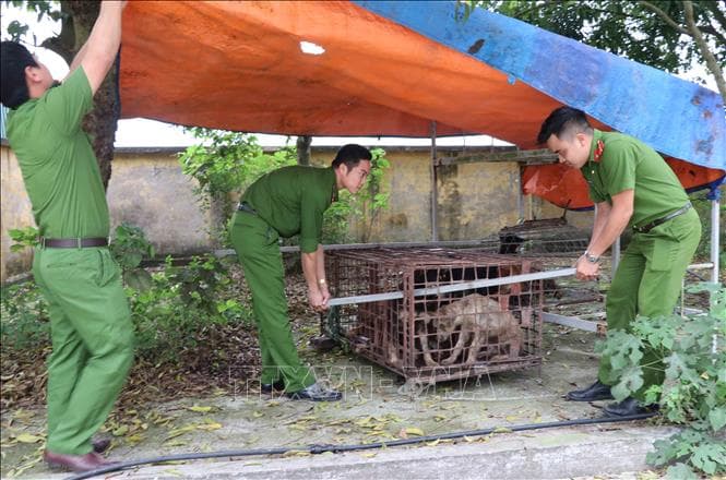 Vụ cháu bé bị chó cắn tử vong ở Hưng Yên: Giao đàn chó về cơ quan công an