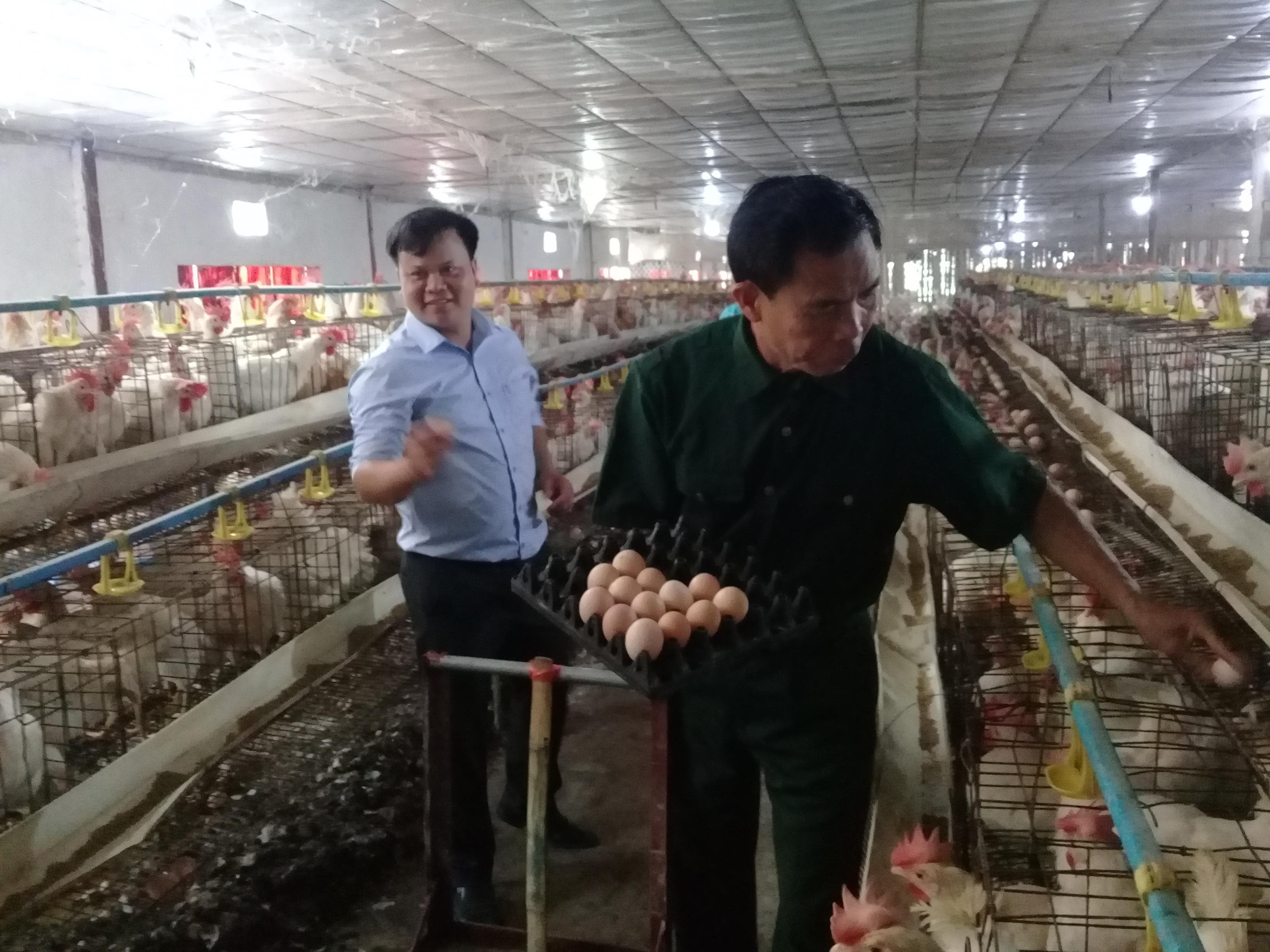 Hiệu quả từ mô hình trang trại của cựu chiến binh Phạm Văn Đưởng