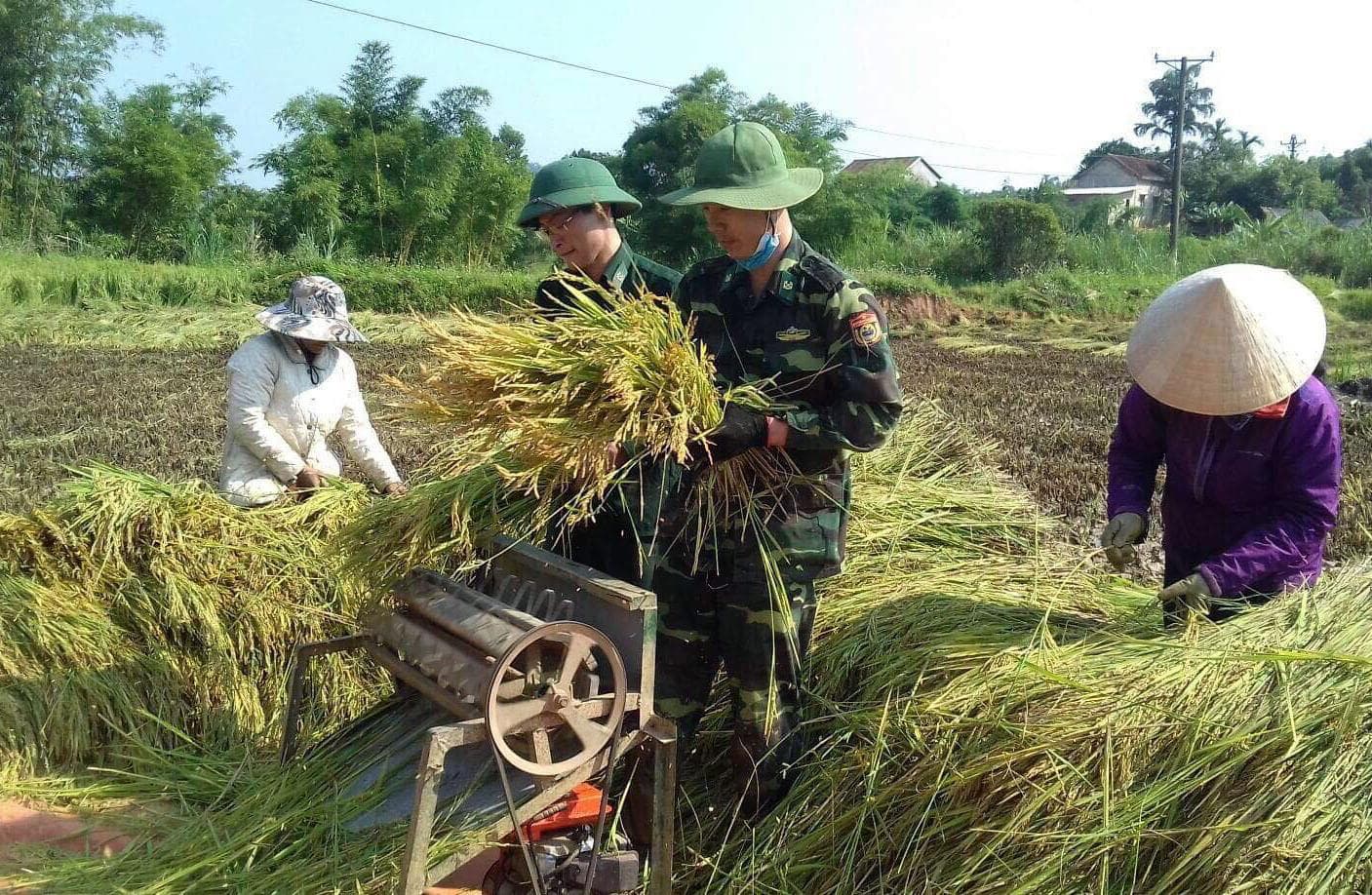 Ngày về thôn, bản gặt lúa giúp dân