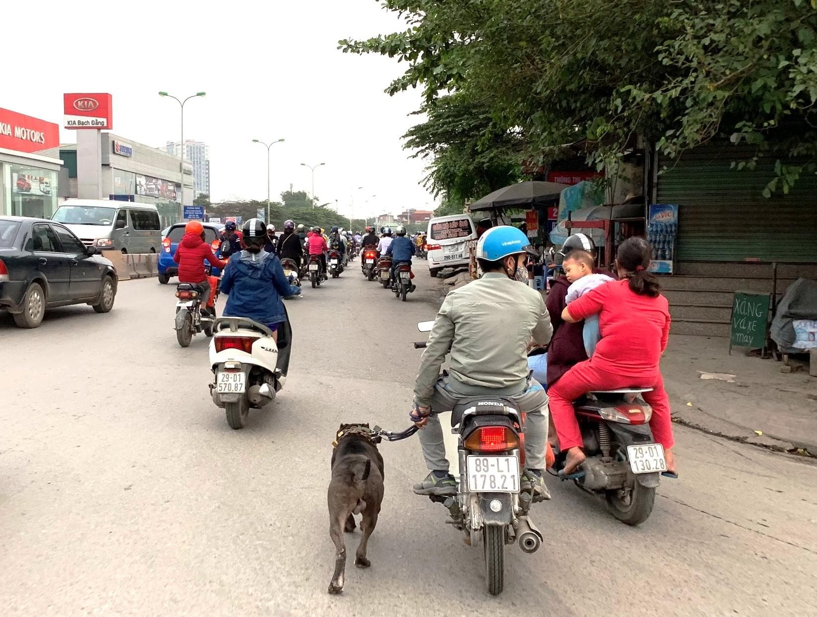 Nguy hiểm khi điều khiển xe dắt theo vật nuôi
