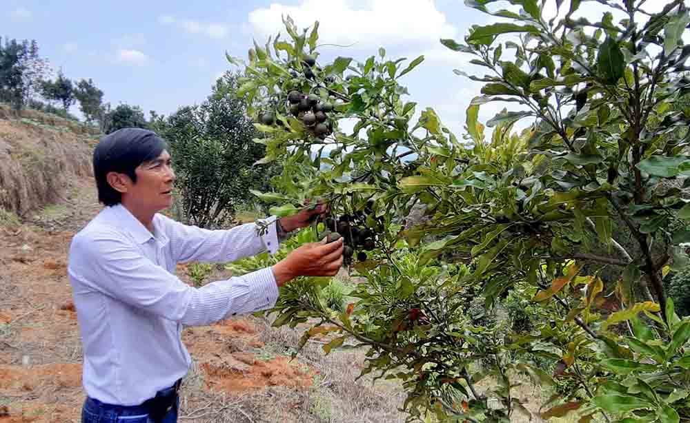 Khám phá rừng mắc-ca lớn nhất Lâm Đồng