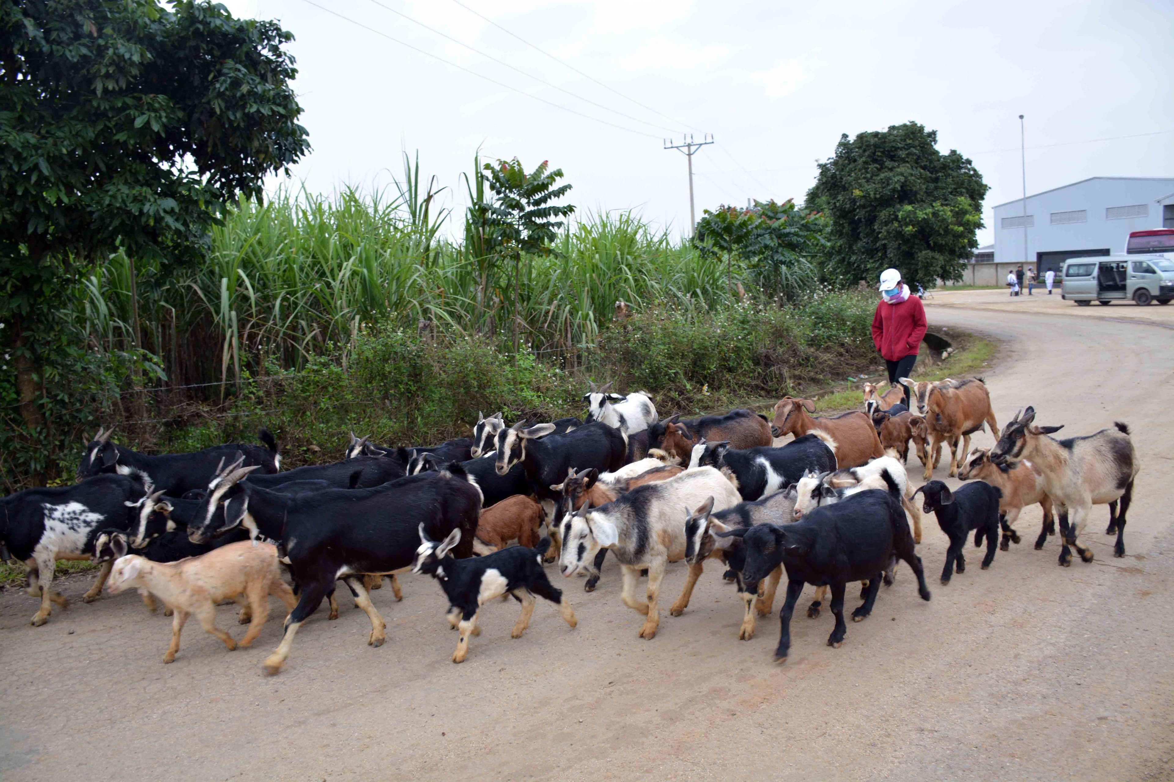 Phát triển chăn nuôi gia súc ăn cỏ