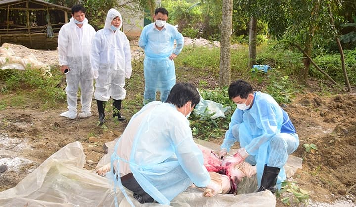 Quảng Nam: Phát hiện 2 ổ dịch tả lợn châu Phi trên địa bàn