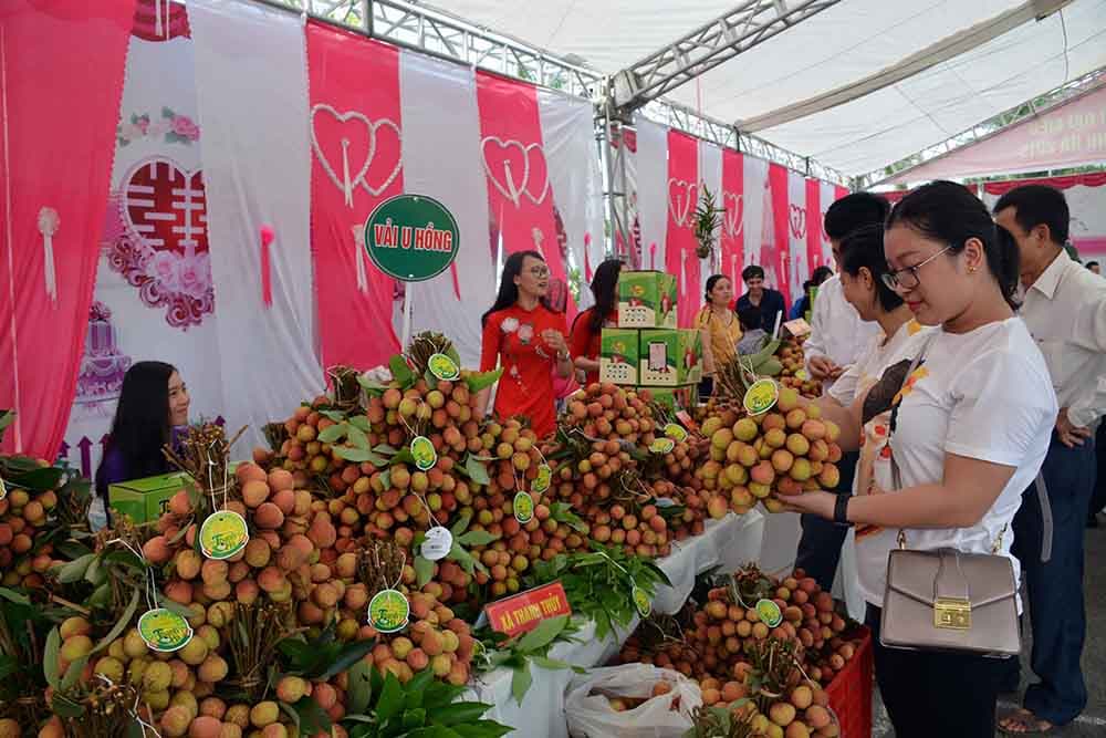Khai mạc ngày hội vải thiều Thanh Hà năm 2019