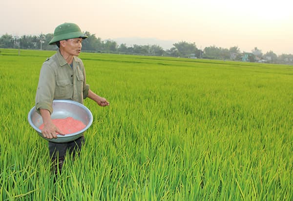 Điện Biên: Cơn mưa vàng giải hạn sau những ngày nắng nóng