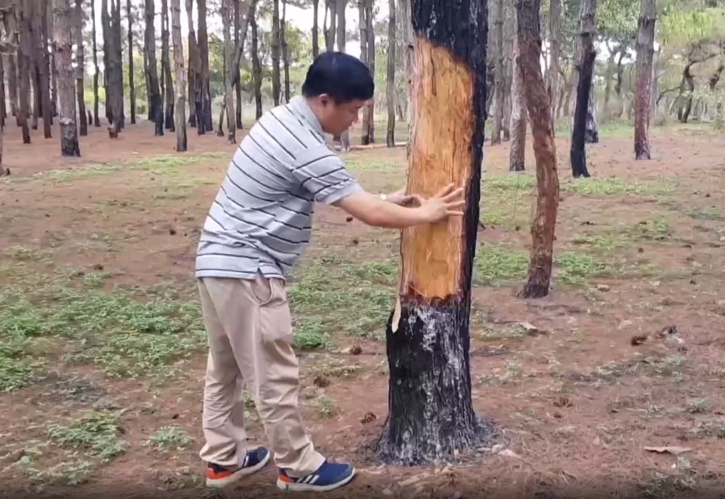 Thông tin từ đường dây nóng