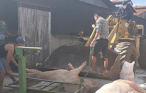 Lâm Đồng công bố dịch tả lợn châu Phi