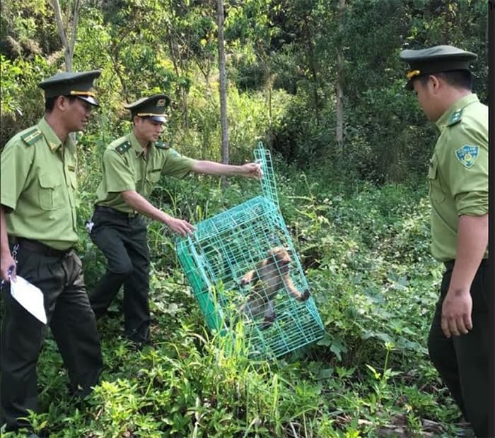 Nâng cao hiệu quả đấu tranh, phòng ngừa tội phạm về bảo vệ động vật hoang dã ở Việt Nam