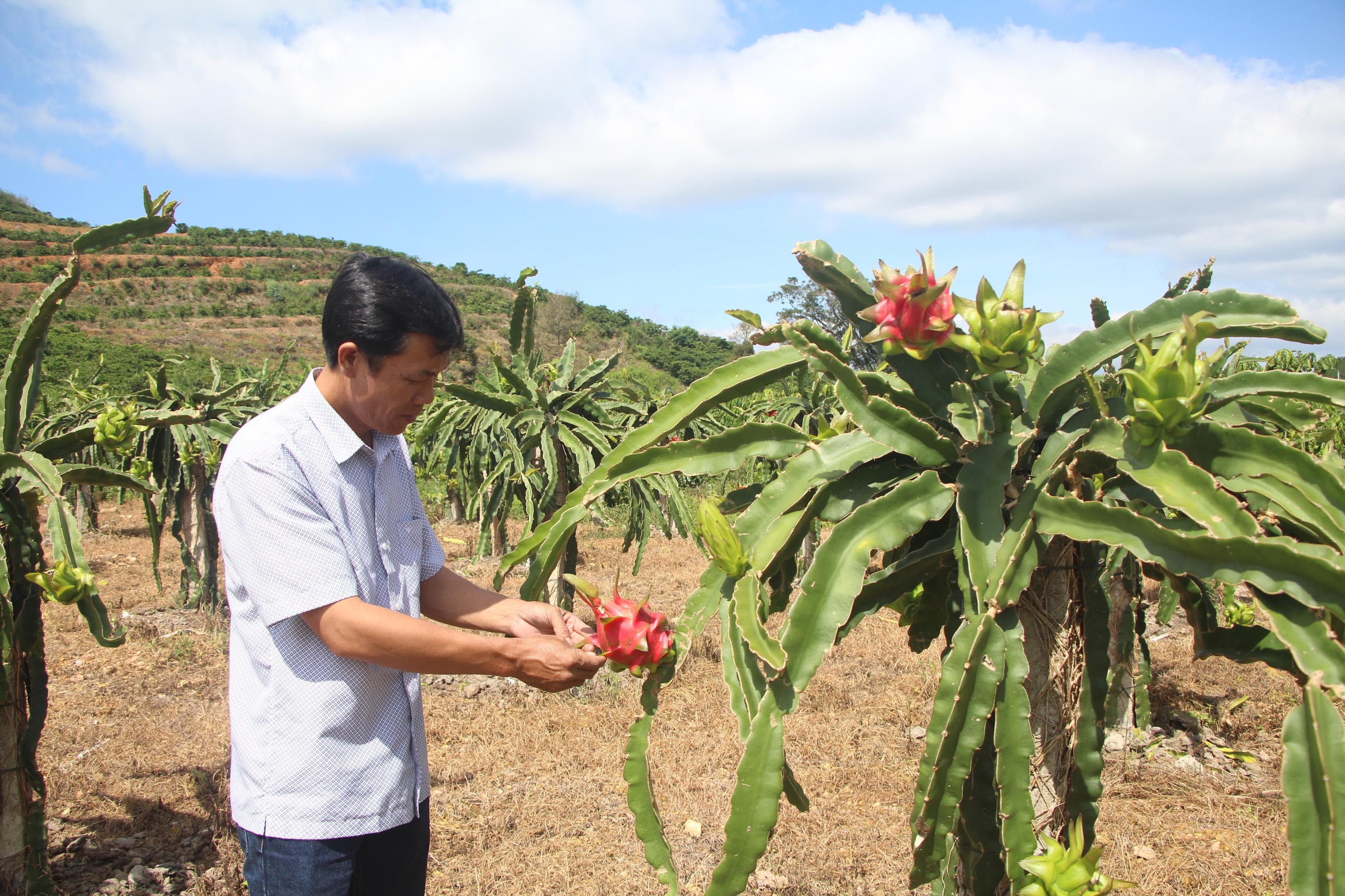 Trái ngọt thanh long trên vùng đất mới