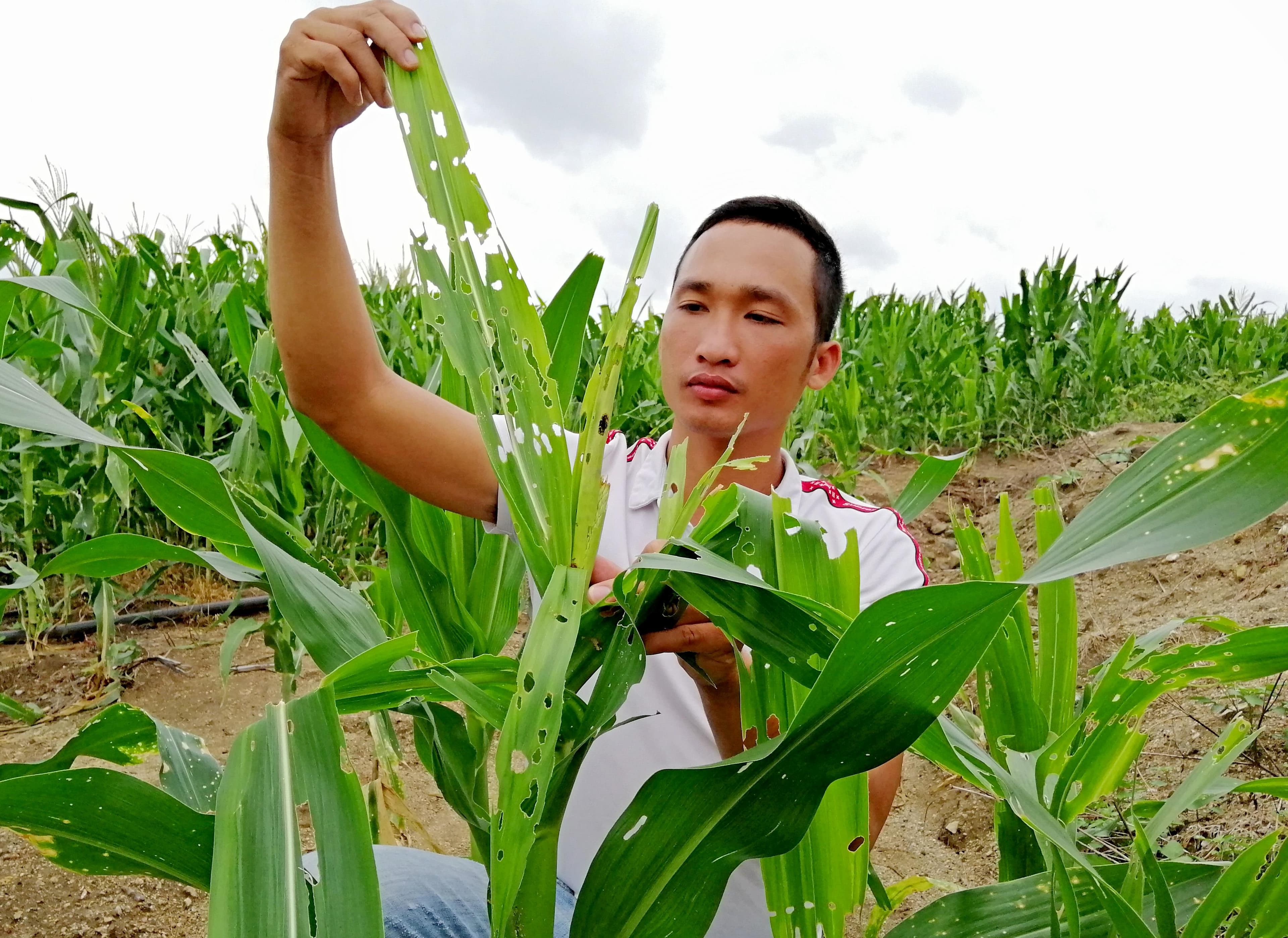 Nông nghiệp Gia Lai thiệt hại lớn do "sâu keo mùa thu"