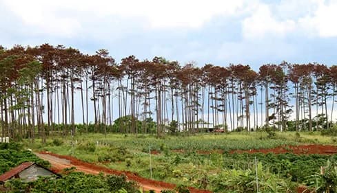 Thông tin từ đường dây nóng