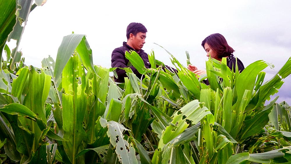 Gia Lai: Hơn 7.490 ha cây trồng bị dịch bệnh do sâu keo và virus gây hại