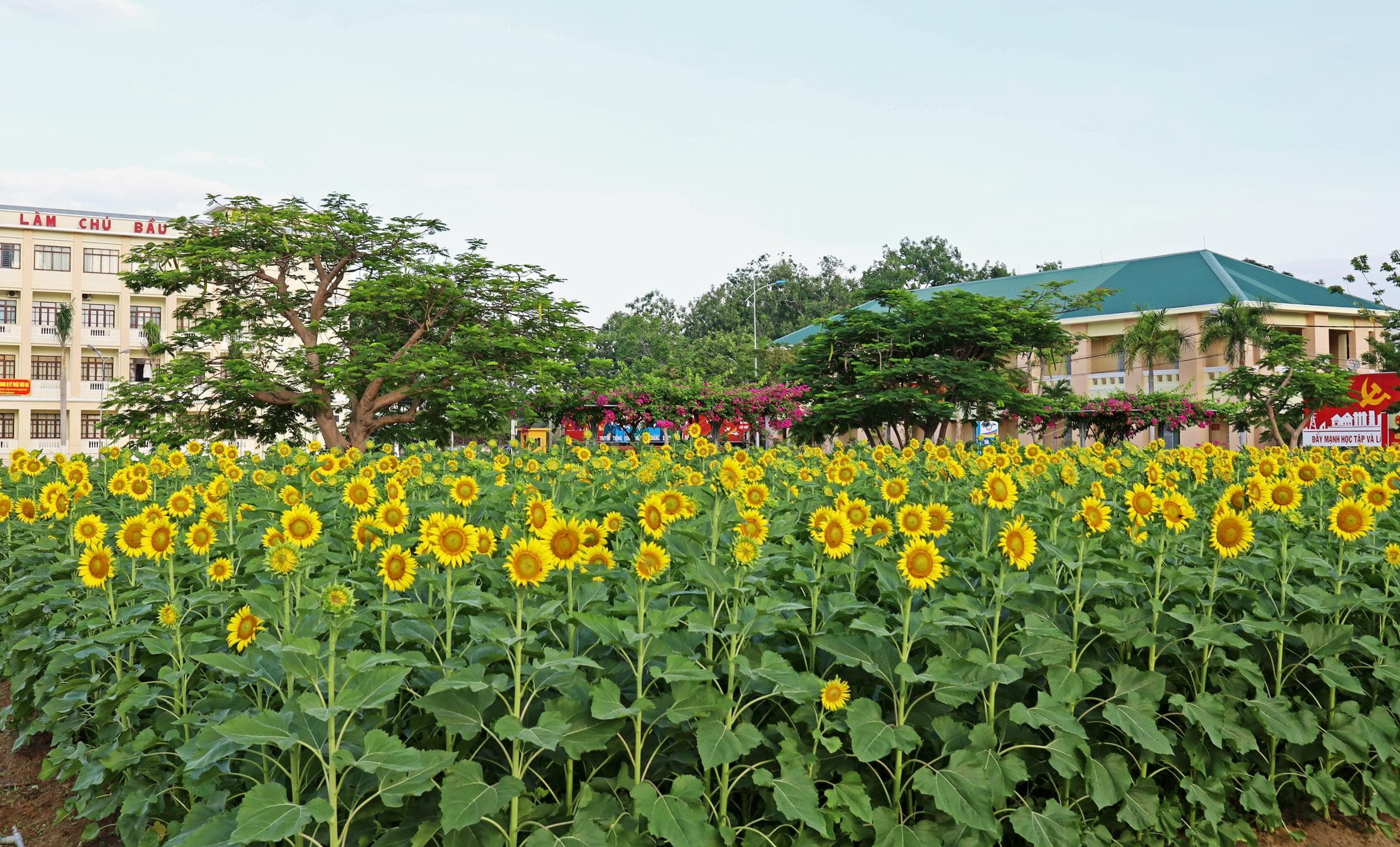Hoa mặt trời khoe sắc