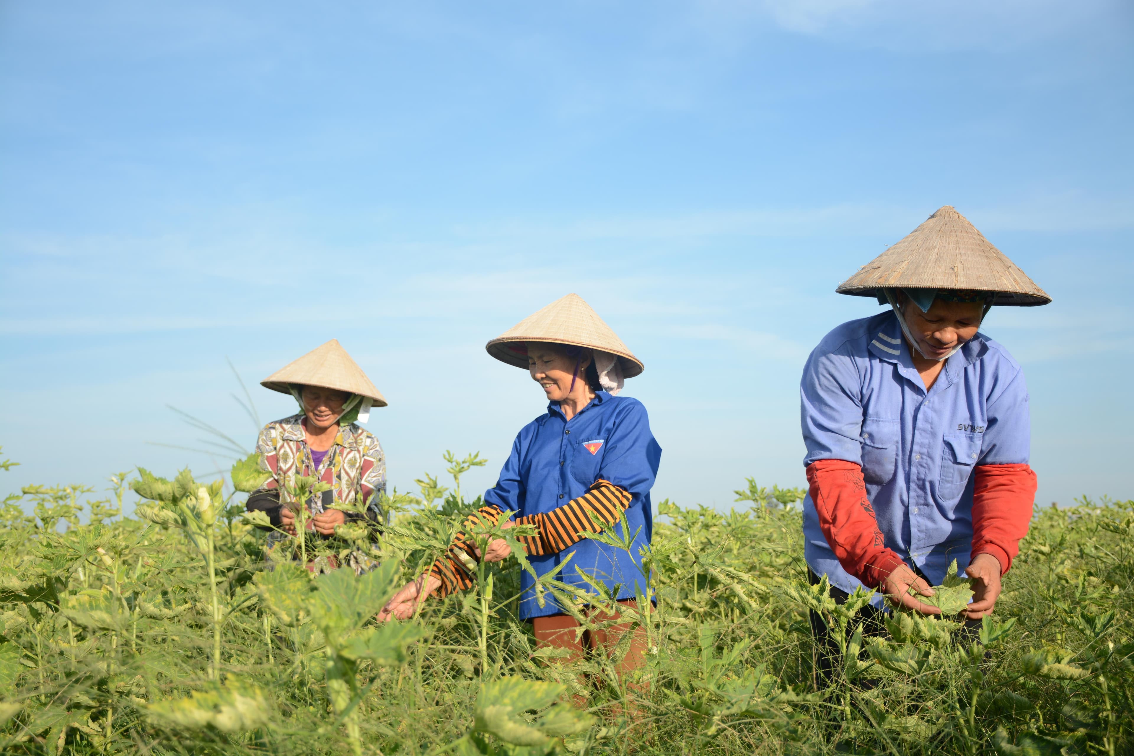 Vì sao khẳng định được vai trò của kinh tế hợp tác?