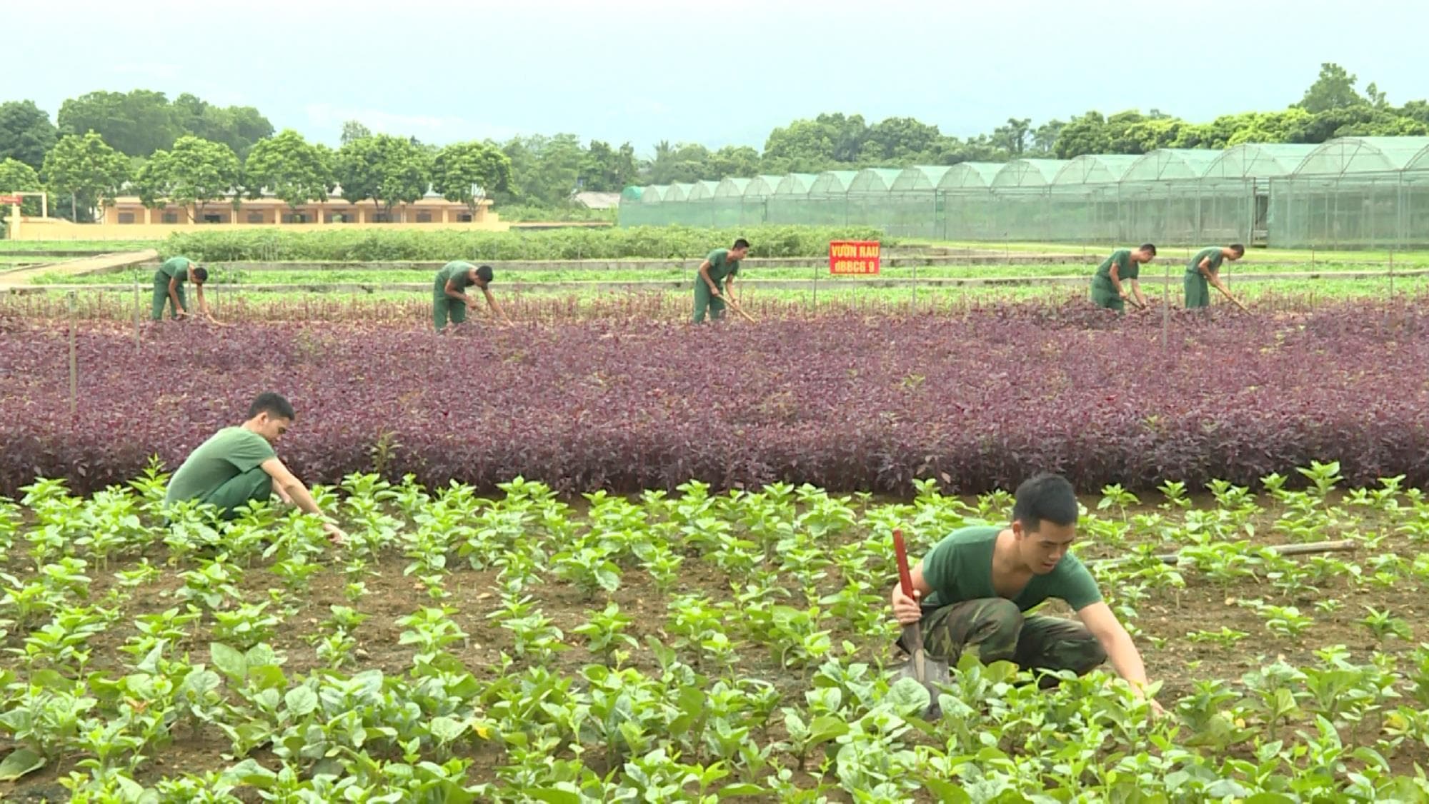 Chăn nuôi, tăng gia gắn với bảo vệ môi trường