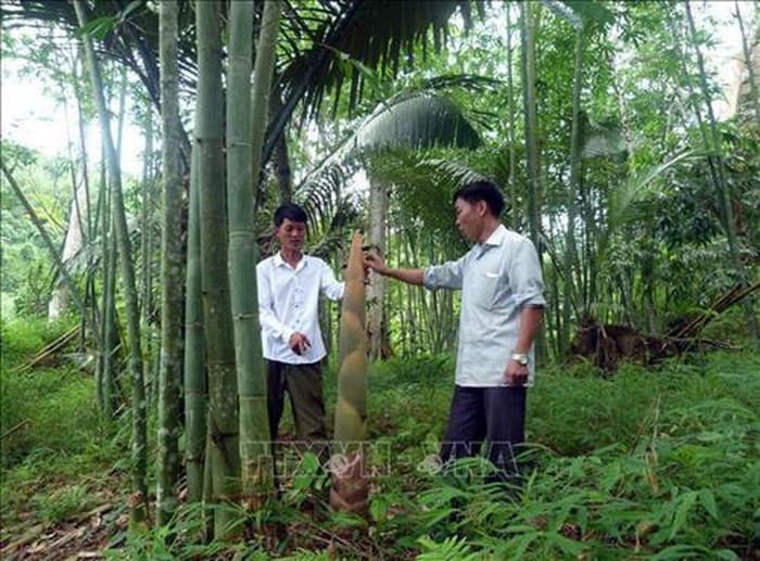 Phát triển tiềm năng của cây tre Việt Nam