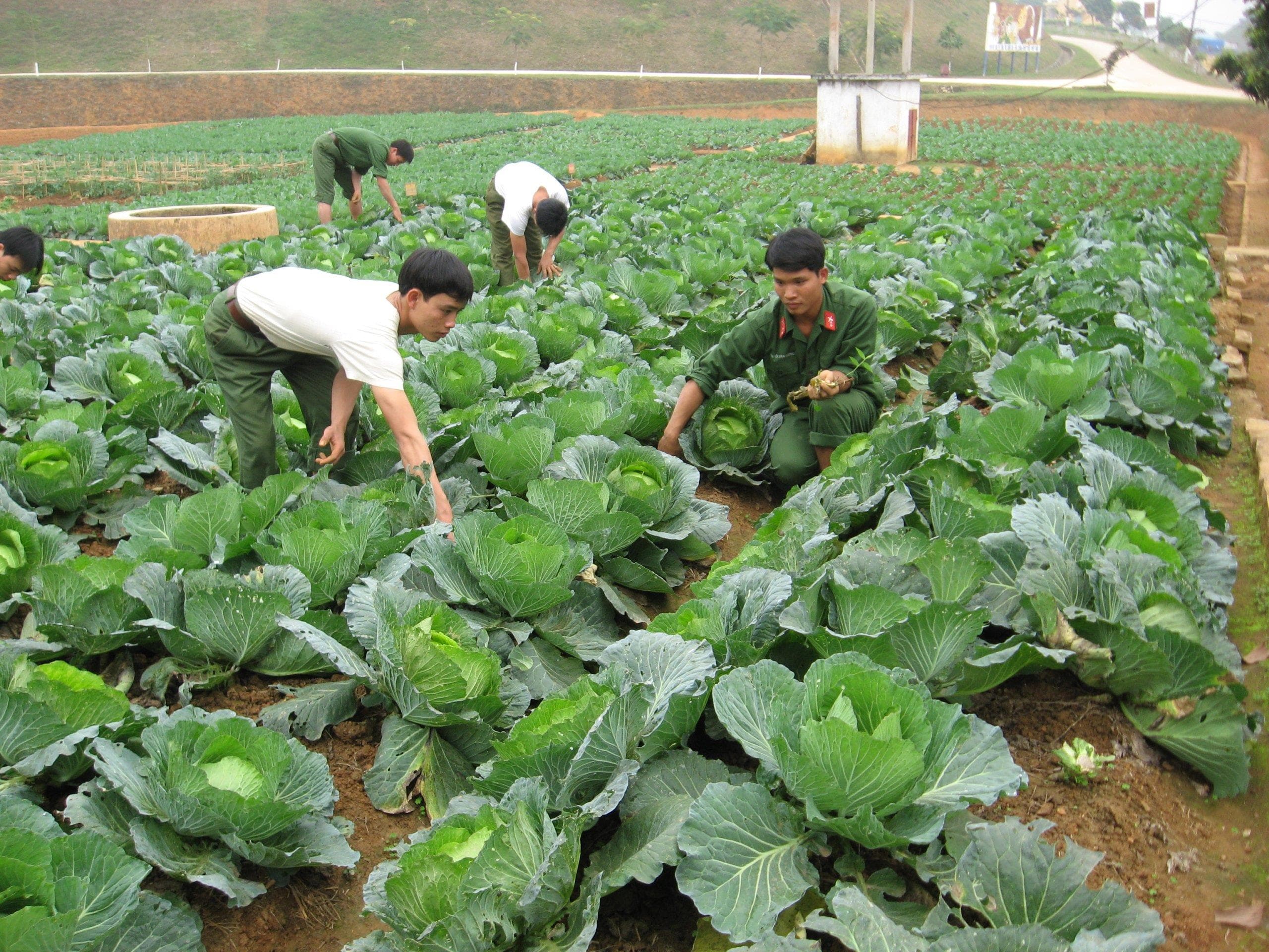 Đưa rau xanh lên đồi