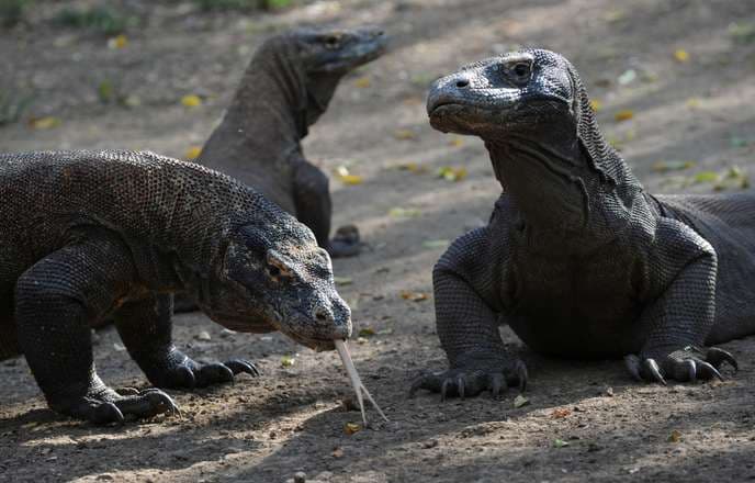 Indonesia tăng phí tham quan nhằm giới hạn du khách tới đảo Komodo