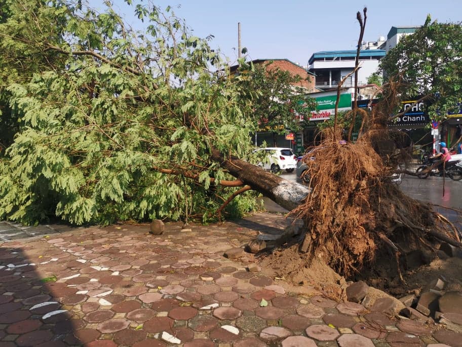 Hà Nội: Mưa to kèm dông lốc khiến nhiều cây xanh bị đổ