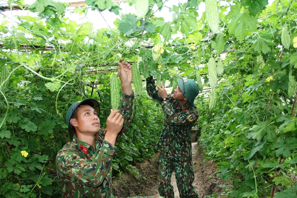 Trung đoàn 165 tăng gia giỏi