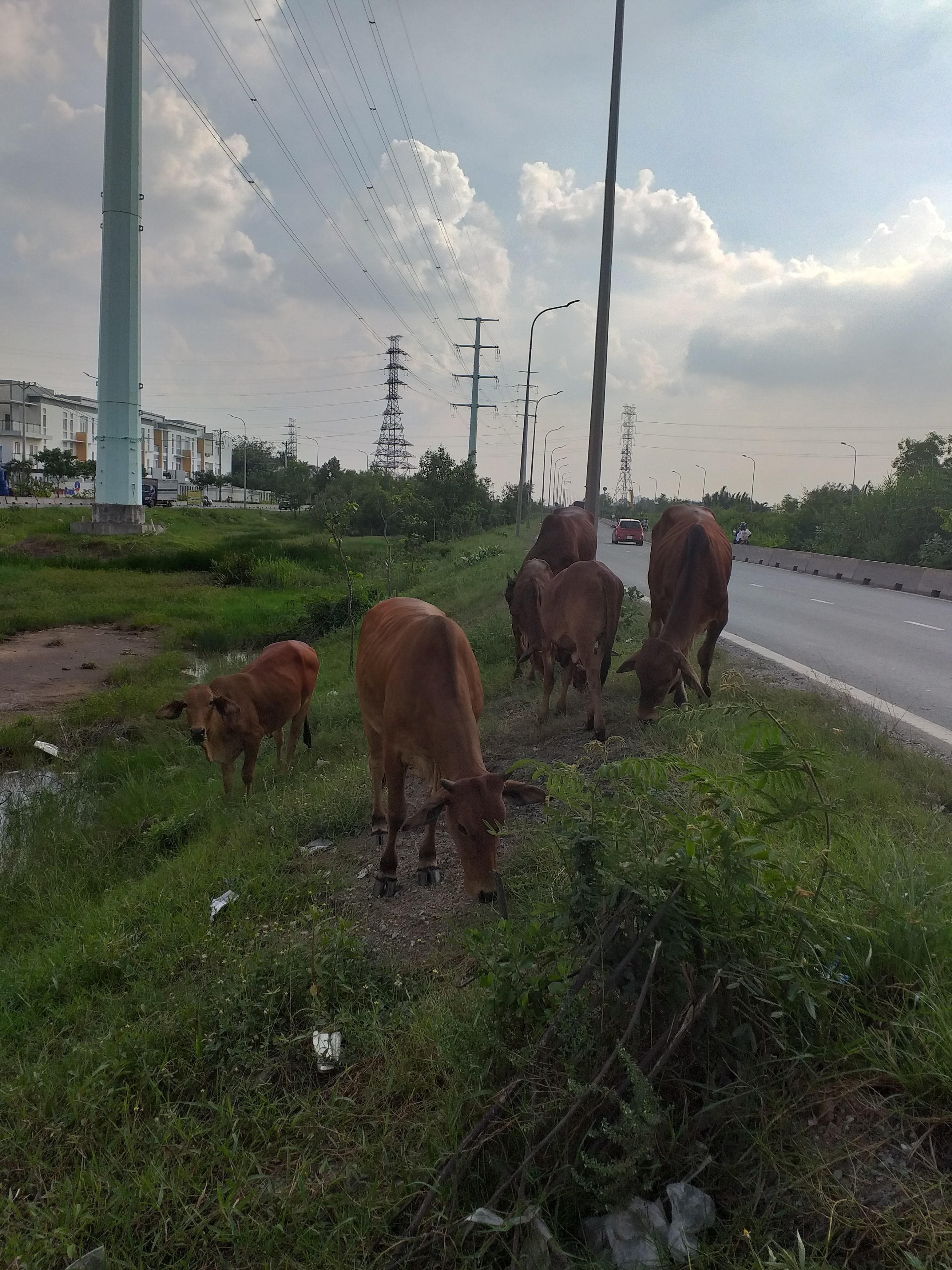 Cần xử lý tình trạng chăn thả gia súc ven đường