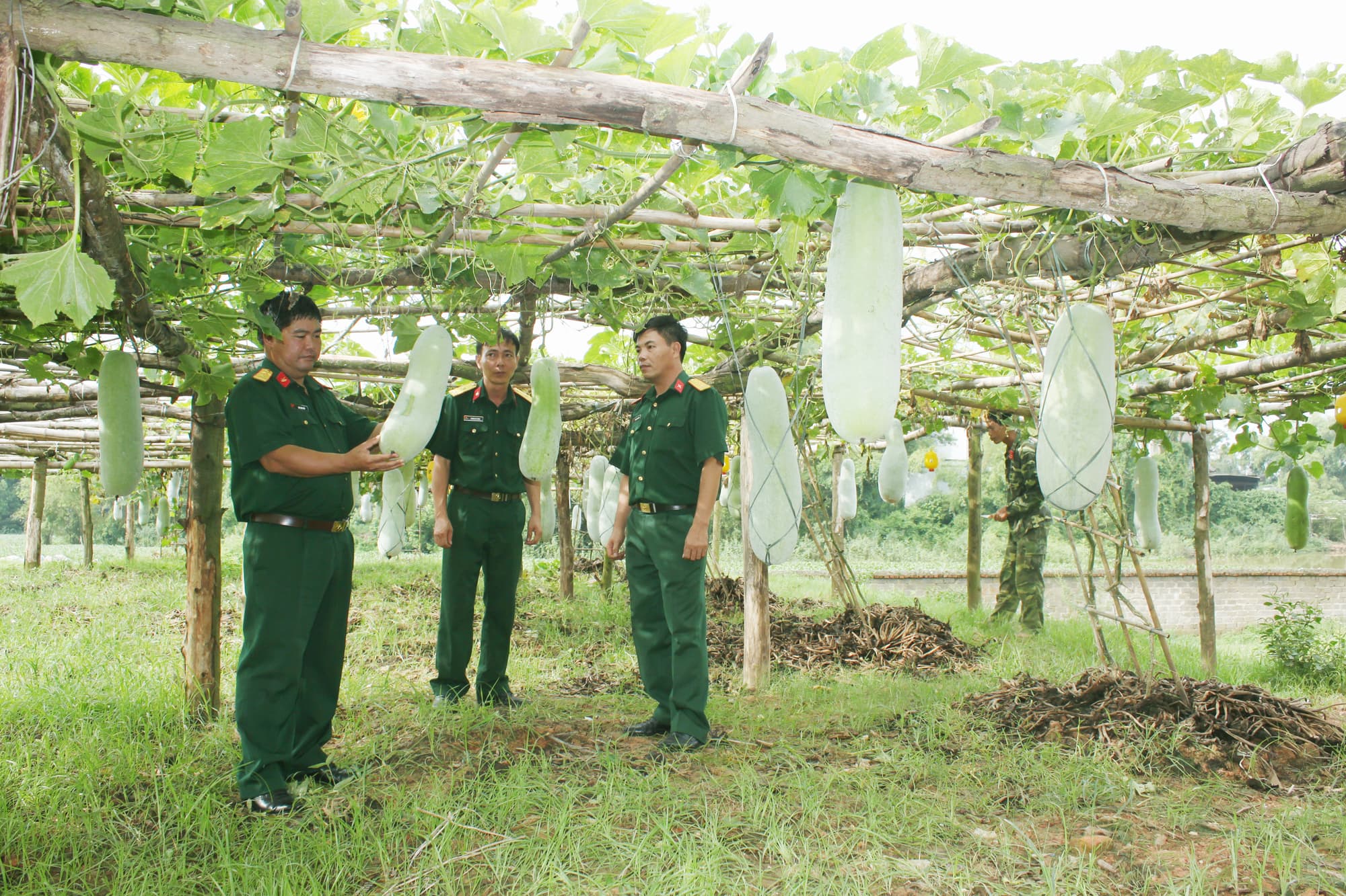 Sỏi đá cũng hóa rau xanh