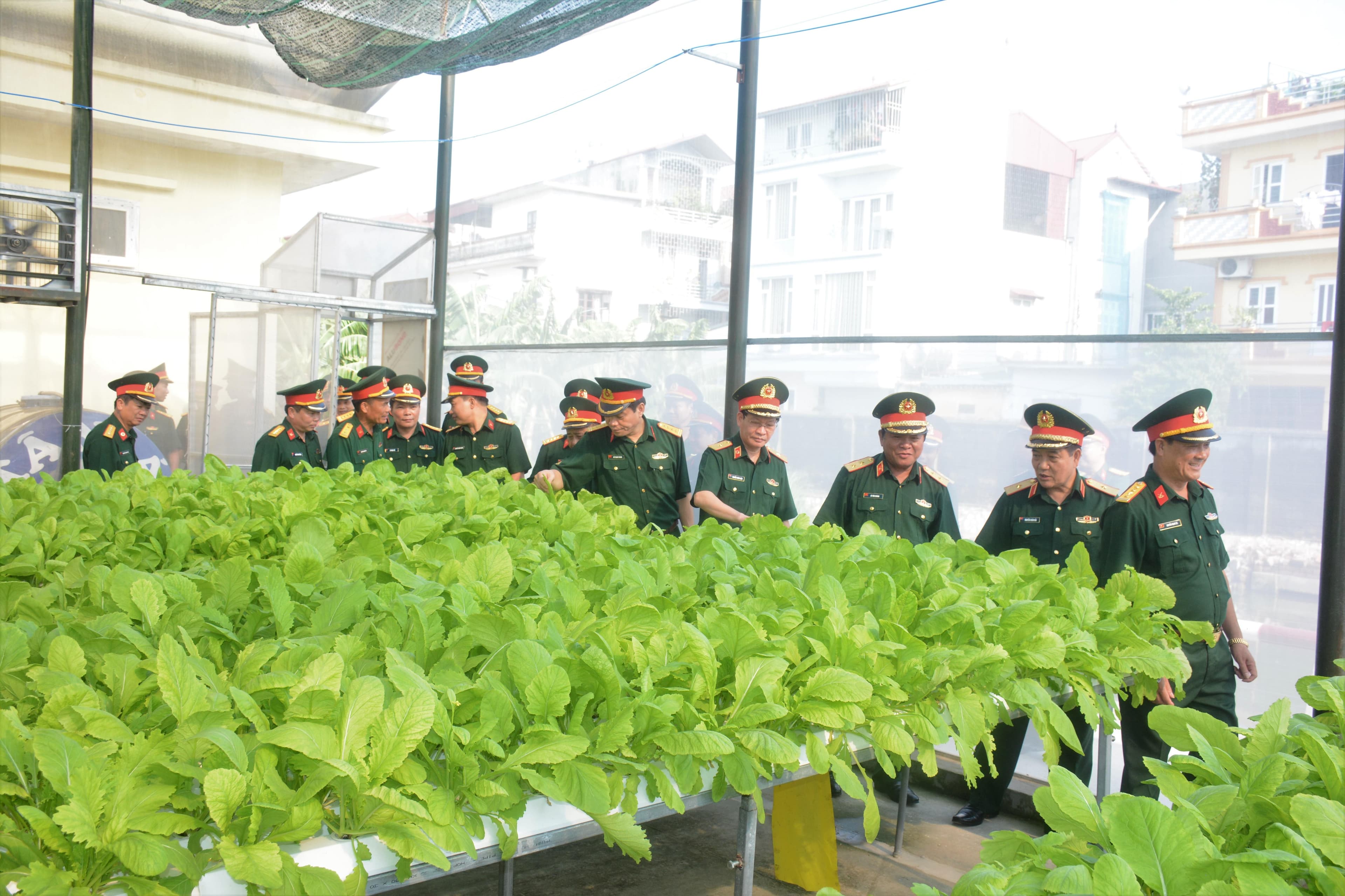 Những vườn rau công nghệ cao trong lòng phố
