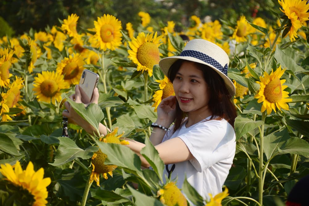 “Hoa mặt trời” khoe sắc giữa Thành Đông