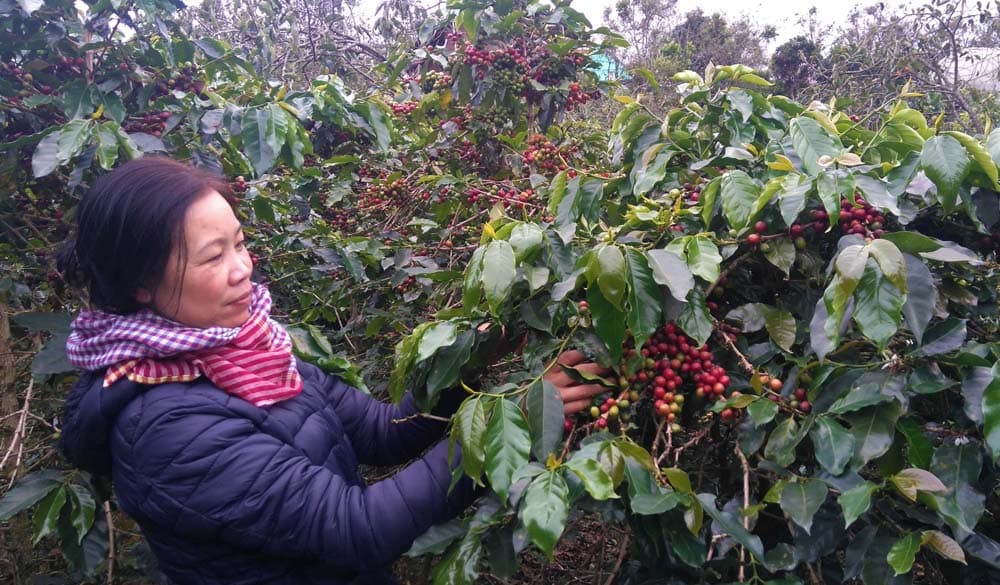 Các tỉnh Tây Nguyên đã tái canh 118.202 ha cà phê